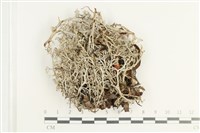 登錄號:L00002169藏品圖，第1張