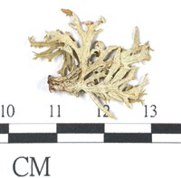 登錄號:L00002178藏品圖，第1張