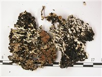 登錄號:L00002179藏品圖，第3張