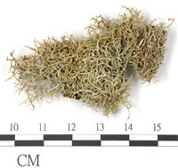 登錄號:L00002186藏品圖，第1張