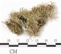 登錄號:L00002186藏品圖，第3張