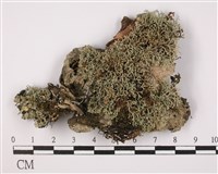 登錄號:L00002209藏品圖，第1張