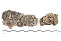 小葉雪花衣藏品圖，第1張