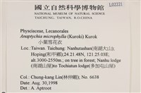 小葉雪花衣藏品圖，第2張