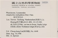 裂芽雪花衣藏品圖，第2張