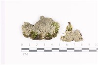 裂芽雪花衣藏品圖，第1張