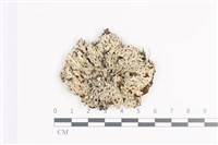 登錄號:L00002242藏品圖，第1張