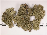 登錄號:L00002259藏品圖，第1張