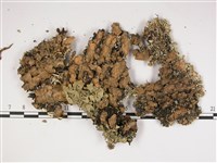 登錄號:L00002259藏品圖，第3張