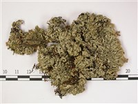 登錄號:L00002261藏品圖，第1張