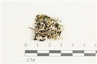 登錄號:L00002270藏品圖，第1張