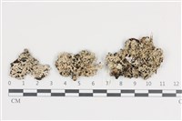 扇形雪花衣藏品圖，第1張