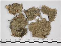 登錄號:L00002306藏品圖，第1張