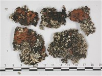 登錄號:L00002306藏品圖，第3張