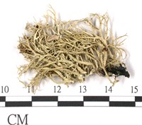 登錄號:L00002309藏品圖，第1張