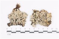 登錄號:L00002310藏品圖，第1張