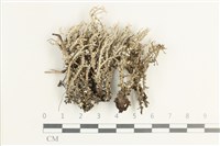 登錄號:L00002319藏品圖，第1張