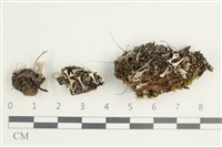 登錄號:L00002320藏品圖，第1張