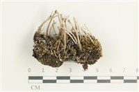 登錄號:L00002335藏品圖，第1張