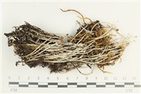 登錄號:L00002356藏品圖，第1張