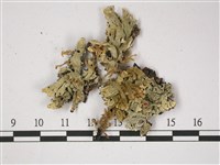 登錄號:L00002371藏品圖，第1張