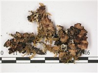 登錄號:L00002371藏品圖，第3張