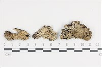 扇形雪花衣藏品圖，第1張