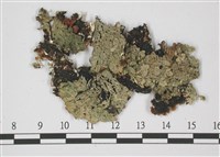 登錄號:L00002392藏品圖，第1張