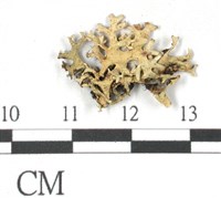 登錄號:L00002414藏品圖，第1張