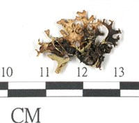 登錄號:L00002414藏品圖，第3張