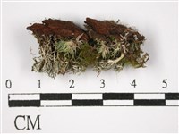 登錄號:L00002437藏品圖，第3張