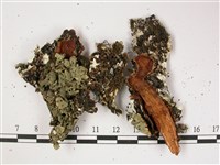 登錄號:L00002445藏品圖，第3張