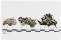 登錄號:L00002451藏品圖，第1張