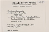 黃腹雪花衣藏品圖，第2張