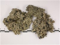 登錄號:L00002462藏品圖，第1張