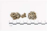 日本雪花衣藏品圖，第1張