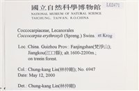 環紋瓦衣藏品圖，第2張