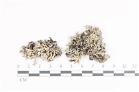 日本雪花衣藏品圖，第1張