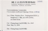 環紋瓦衣藏品圖，第2張