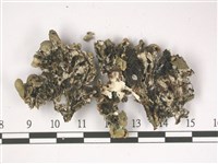 登錄號:L00002493藏品圖，第3張