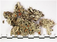 登錄號:L00002514藏品圖，第1張