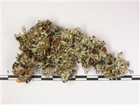 登錄號:L00002520藏品圖，第1張