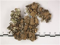 登錄號:L00002520藏品圖，第3張