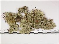 登錄號:L00002521藏品圖，第1張