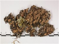 登錄號:L00002521藏品圖，第3張