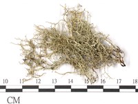 登錄號:L00002526藏品圖，第1張