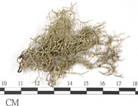 登錄號:L00002526藏品圖，第3張