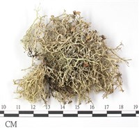 登錄號:L00002533藏品圖，第3張