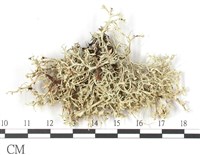 登錄號:L00002543藏品圖，第1張