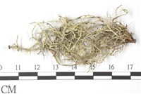 登錄號:L00002566藏品圖，第3張